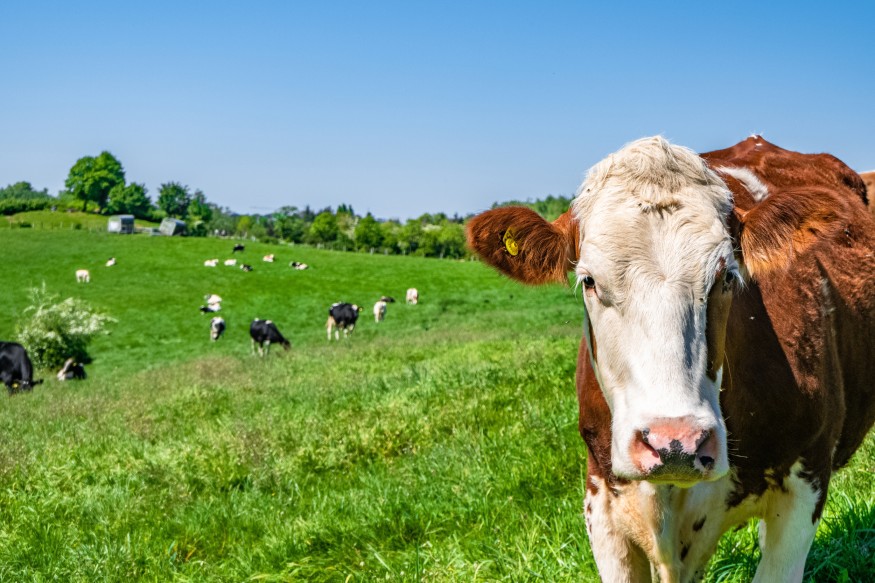cattle