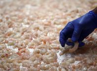 Kroger Shrimp Products Recalled Over Possible Nuclear Byproduct Exposure