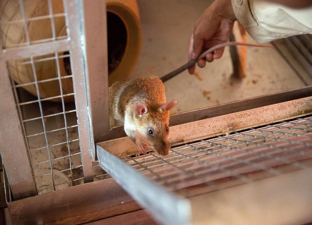 Top 6 Weirdest Things Found in Food