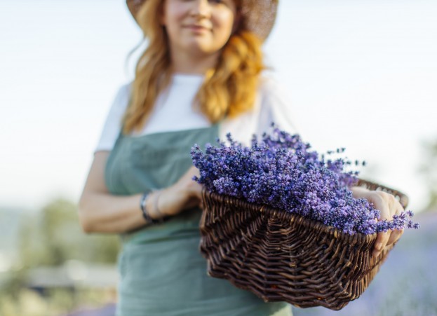 Lavender