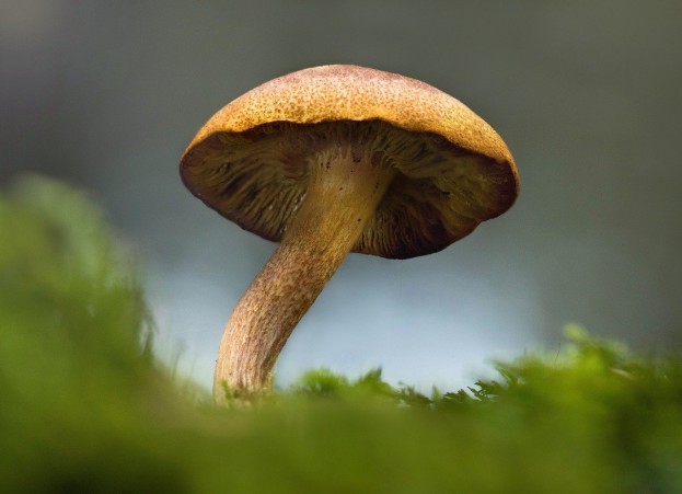 Mushroom