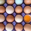 Eggs in a carton